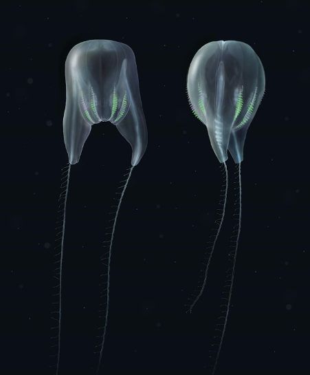 Scientists describing the comb jelly species say it resembles a hot air balloon.