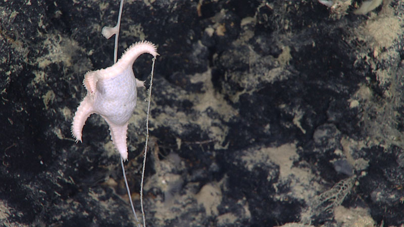 This sea star (Evoplosoma nizinskiae) was seen feeding on a bamboo coral in the Virgin Islands Trough during the Océano Profundo 2018: Exploring Deep-sea Habitats off Puerto Rico and the U.S. Virgin Islands expedition.