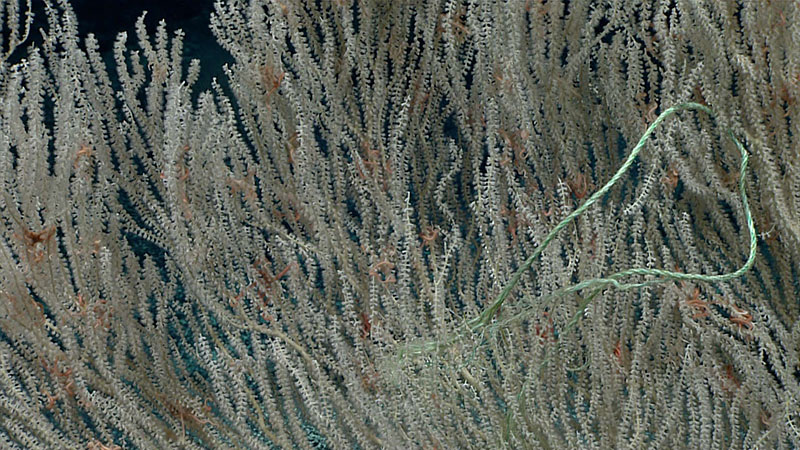 Fishing line entangled in a large primnoid coral at 1,772 meters (6,5814 feet) depth in the Musician Seamounts in Areas Beyond National Jurisdiction.