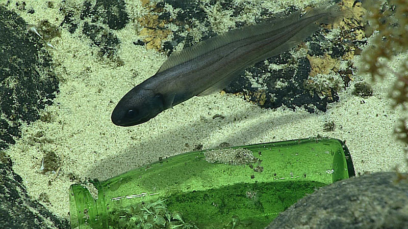 Glass debris – a glass bottle at 1,152 meters (3,780 feet) depth at Titov Seamount in the Howland and Baker Unit of the Pacific Remote Islands Marine National Monument, now known as Pacific Islands Heritage Marine National Monument.