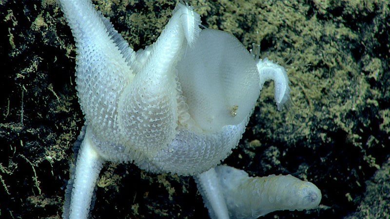 This sea star (Pythonaster atlantidis), from a poorly understood and rarely seen genus of sea stars, was observed feeding on a glass sponge during the Gulf of Mexico 2018 expedition.