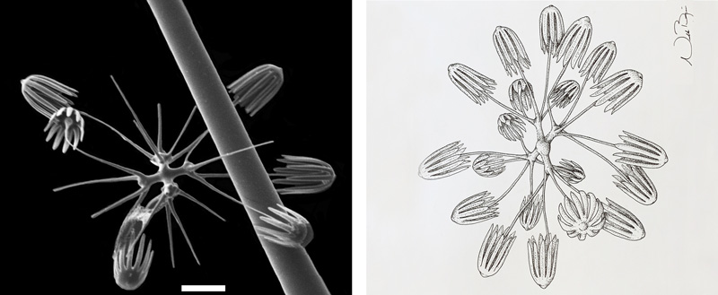 Scientists used a powerful scanning electron microscope (SEM) to get the detailed image on the left of the sponge’s spicules; in the image, the spiky tips of the spicule are about 20 micrometers across.