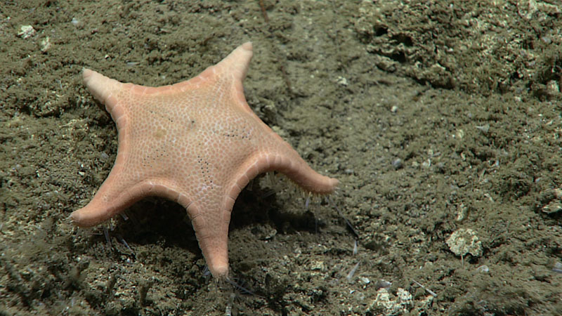 Named after OER’s remotely operated vehicle Deep Discoverer, this sea star (Sibogaster bathyheuretor) was seen feeding on food items from the soft, unconsolidated seafloor during the Gulf of Mexico 2018 expedition.