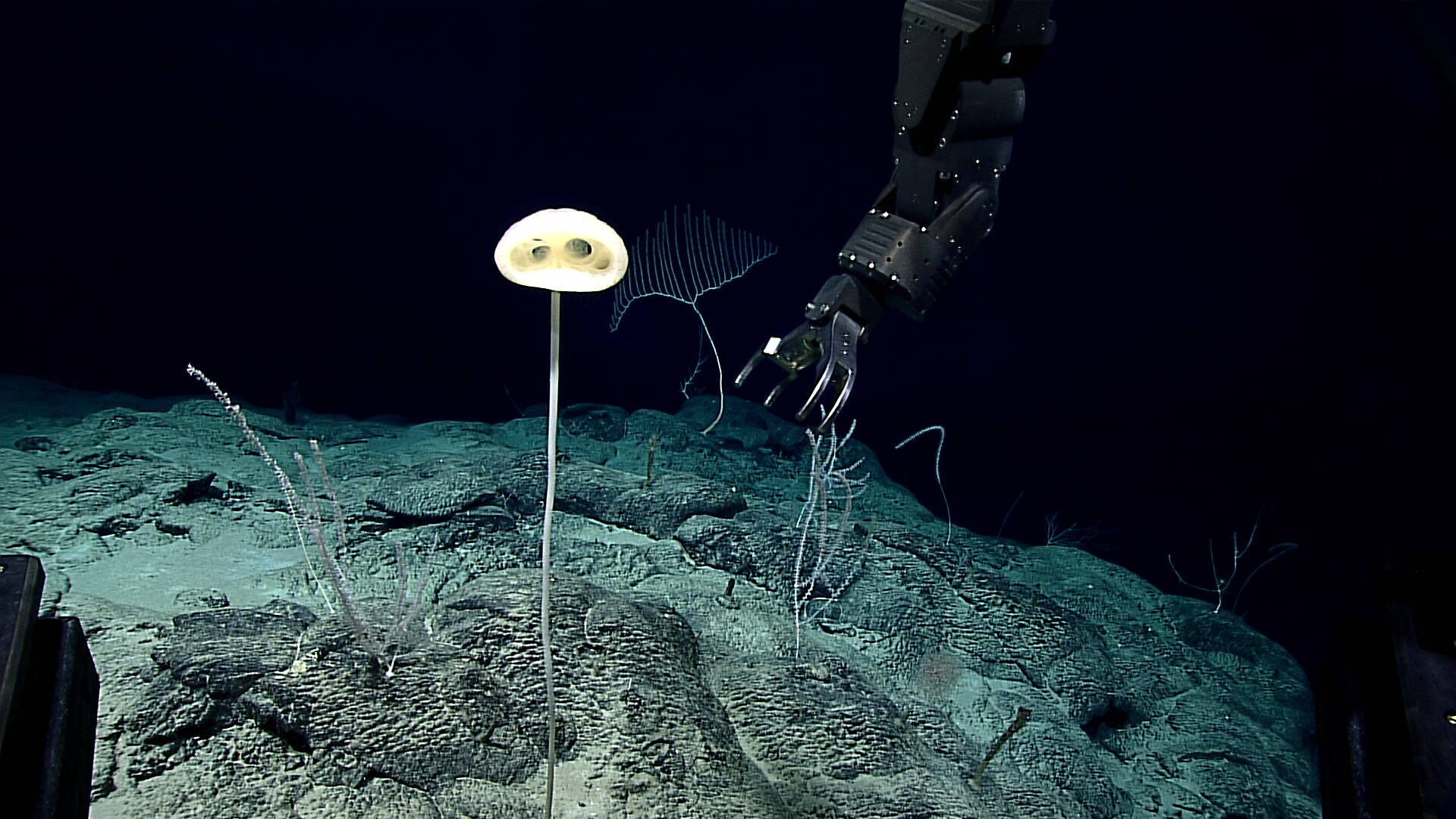 This E.T. sponge was collected in 2016 at a depth of ~2,000 meters (6,560 feet) in the Pacific Ocean. It has since been formally described and given the name Advhena magnifica (“magnificent alien” in Latin).