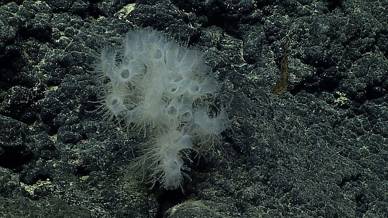 This Antipathes sylospongia was overgrowing a glass sponge (Farrea occa) — look closely to see its branches peeking out — when it was collected at 1,299 meters (4,262 feet) in the Northwestern Hawaiian Islands, off Lisianski island during the 2015 Hohonu Moana expedition. The Greek species name “Sylospongia” is a nod to the coral’s sponge hosts.