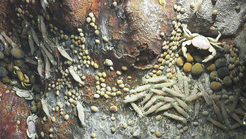 These hydrothermal vents in the Hafa Adai vent field were explored by the researchers in 2016.