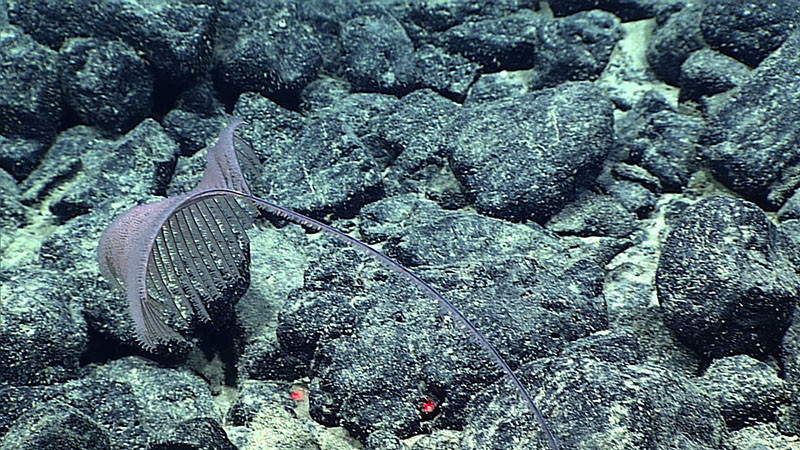 Named for the Latin word meaning beautiful, this Alternatipathes venusta was collected at 2,638 meters (8,655 feet) on McCall Seamount in the Hawaiian Islands during the 2015 Hohonu Moana expedition.