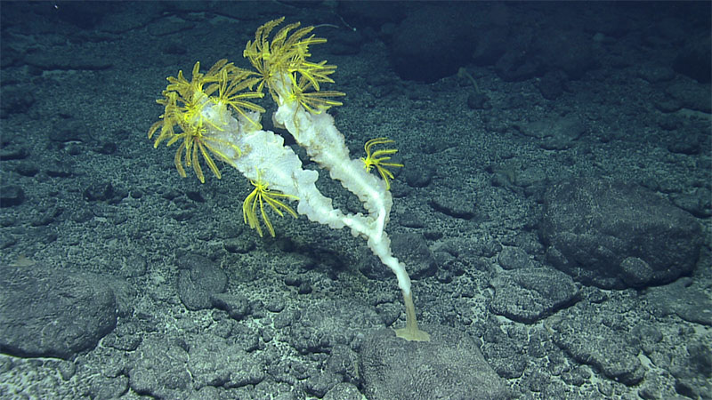 Crinoid feather stars attached to a sponge attached to an altered seafloor basalt were observed on a seamount of the Naifeh chain within the Papahānaumokuākea Marine National Monument (PMNM) during an expedition on Exploration Vessel Nautilus in 2018. This project will characterize the mineral crust and microbial resources of seamount rocks of other unexplored seamounts of the PMNM.