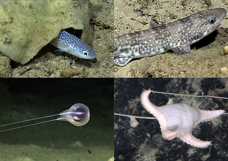 Recent discoveries made during NOAA Ocean Exploration expeditions on NOAA Ship Okeanos Explorer off Puerto Rico: (upper left) first in situ images of Neobythites unicolor (Uiblein et al. 2019) showing a distinct color pattern, (upper right) new species of catshark imaged but not collected, (lower left) new species of ctenophore Duobrachium sparksae (Ford et al. 2020), and (lower right) new species of sea star Evoplosoma nizinskiae (Mah et al. 2020).