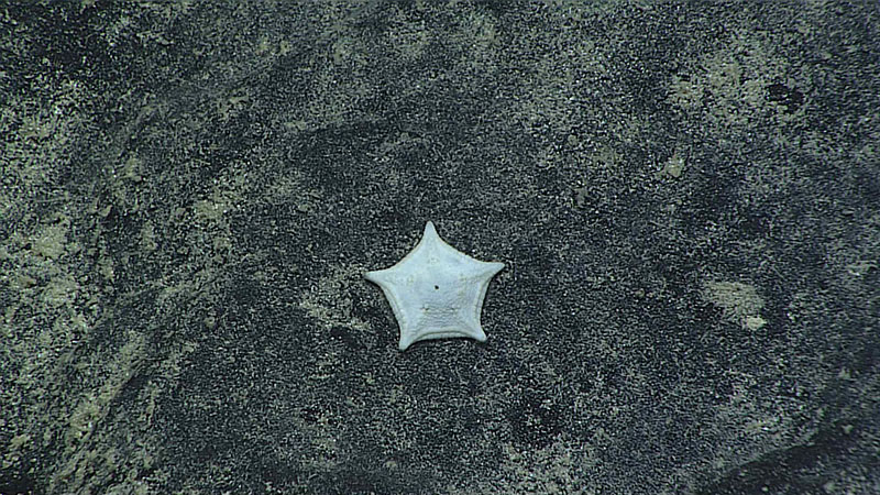 Litonotaster gfoei was named to recognize the efforts of the Global Foundation for Ocean Exploration, whose work with NOAA Ocean Exploration resulted in the collection of this new species. Though never seen in abundance, this small and evasive cookie star was seen throughout the North and South Pacific, from Johnston Atoll and Musicians Seamount to American Samoa, as seen here on Moki Seamount at 3,709 meters (2.3 miles) in depth. This is the first species of Litonotaster to be seen in situ and the second to be documented from the Pacific.
