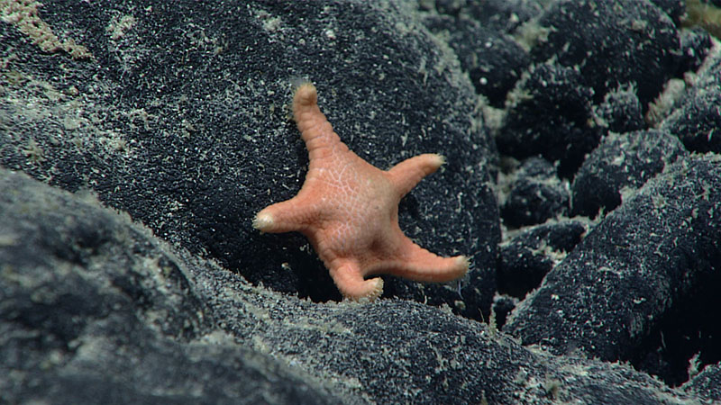 Okeanosaster hohonui represents a new genus and a new species and has a different structure than other sea stars in the family Goniasteridae seen at similar depths. It was named to honor NOAA Ship Okeanos Explorer. “Hohonu,” the Hawaiian word for deep, refers to the great depth at which the sea star was seen. The new sea star, seen here in the Musicians Seamounts in Papahānaumokuākea Marine National Monument Monument, was documented at depths ranging from 1,743 to 3,304 meters (1.1 to 2.1 miles).