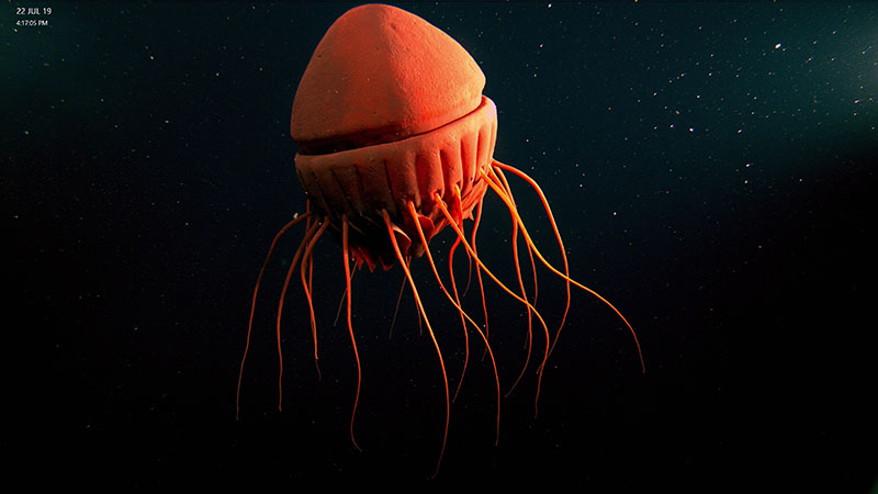 About the size of a large melon, the cornate jellyfish Periphyllopsis braueri is among the most majestic inhabitants of the poorly known deepwater communities in the Gulf of Alaska.