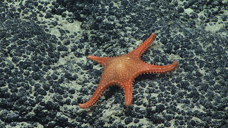 Evoplosoma nuku gets its name from the Hawaiian word for beak, “nuku,” as a nod to the jaw-shaped structures on the animal’s surface, which may be used for defense and/or predation. This spiky specimen was seen at 1,603 meters (1 mile) in depth on “Pierpoint” Seamount in the Johnston Atoll Unit of the Pacific Remote Islands Marine National Monument, now known as Pacific Islands Heritage Marine National Monument.
