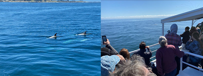 Teachers embarked on a whale watching cruise of Monterey Bay and spotted longnose dolphins, Risso’s dolphins, sea lions, gulls, cormorants, and humpback whales.