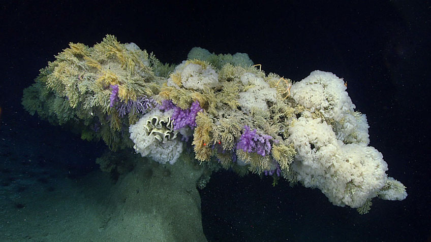 Students from a marine biology course at SUNY Geneseo analyzed footage collected during a dive at Jarvis Island within the Pacific Remote Islands Marine National Monument, now known as Pacific Islands Heritage Marine National Monument, in 2017. This unusual umbrella-shaped pillar feature, covered in deep-sea corals and sponges, was observed during the dive.