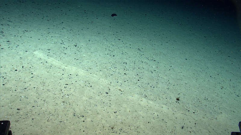 Another perspective of the series of holes observed in the sediment during Dive 04 of the second Voyage to the Ridge 2022 expedition.