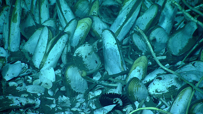 Chemosynthetic clams embed in seafloor sediment to extract sulfide, observed during Dive 04 of the Seascape Alaska 3 expedition.  The two red laser dots are separated by 10 centimeters (4 inches), and these clams have an estimated 10-15 centimeters (4-6 inches) exposed above the seafloor.