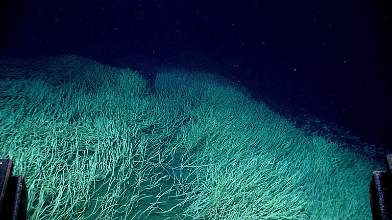 Clusters of densely packed siboglinid tubeworms in a field of view several meters wide and stretching several meters into the distance were found during Dive 04 of the Seascape Alaska 3 expedition.