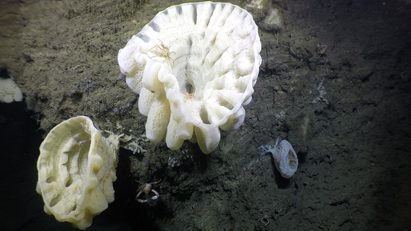 Heterochone sp. glass sponges seen growing on a vertical rock face with shrimp and crab associates in the Cordell Bank National Marine Sanctuary off California during the Surveying Deep-Sea Corals, Sponges, and Fish Habitat expedition in 2019.