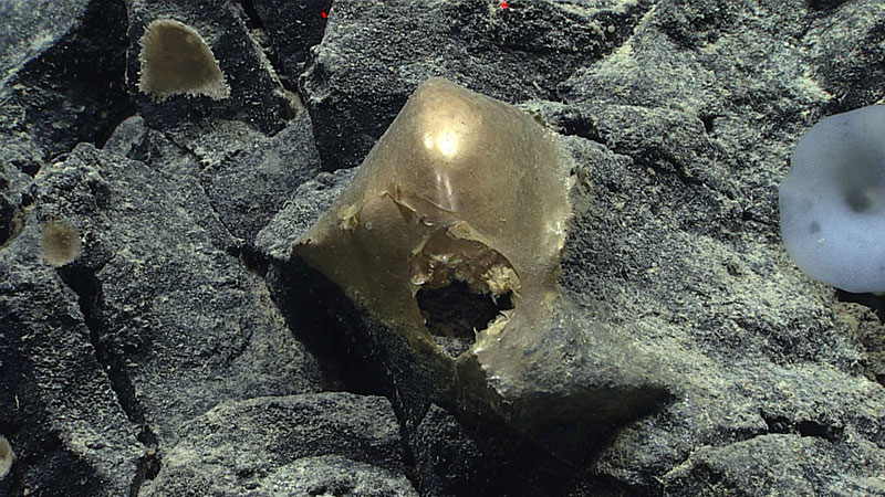 This unidentified specimen, seen in situ on a rocky outcropping at a depth of about 3,300 meters (~2 miles), was seen on August 30, 2023, during Dive 07 of the Seascape Alaska 5: Gulf of Alaska Remotely Operated Vehicle Exploration and Mapping expedition.