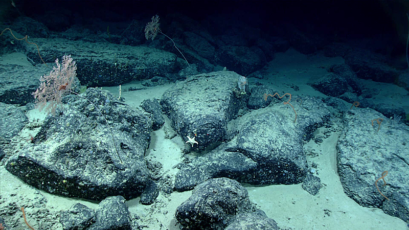 Bathyceramaster kelliottae, a new sea star species named after NOAA Ocean Exploration’s Kelley Suhre, as during Dive 5 of the Windows to the Deep 2021: Southeast ROV and Mapping expedition. The sea star was seen at a depth of 1,386 meters (~4,547 feet).