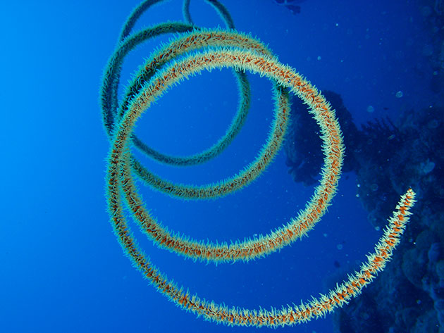 This photo was taken on a vacation when we lived in the US to Australia. We loved it there so much we ended up moving to the area shortly after the return. This was on a scuba day trip to Opal Reef near Port Douglas. Taken September 18th 2009 It is a Gorgonian / Whip Coral / Alcyonacea that was growing off the reef. There's a really serene beauty to it.