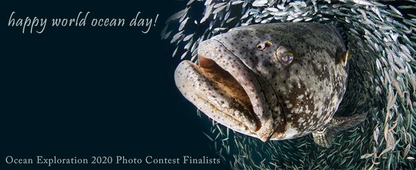 Happy World Ocean Day! Ocean Exploration 2020 Photo Contest Finalists | Photo by Laura Rock