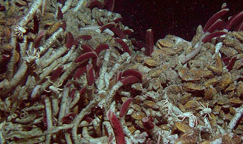 Riftia tubeworms, mussels, and scavenging crabs found at a hydrothermal vent site at East Wall on the East Pacific Rise.