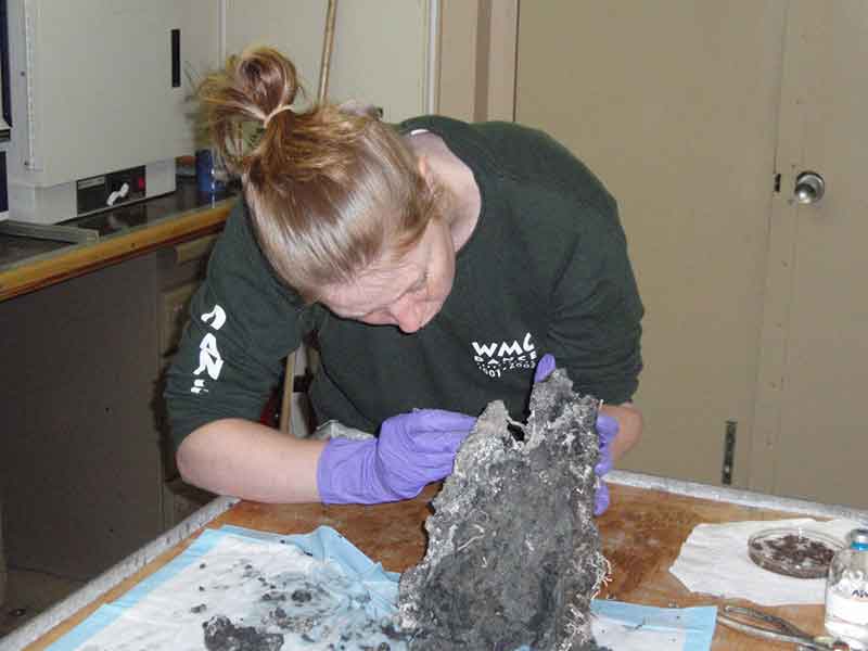 Helene Ver Eecke, mahasiswi pascasarjana dari University of Massachusetts Amherst, sedang menyayat cerobong asap hitam yang diperoleh dari rekahan hidrotermal laut-dalam untuk mengisolasi mikroba hipertermofil baru.