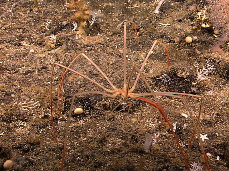 Image of the sea spider seen during the dive on July 11.