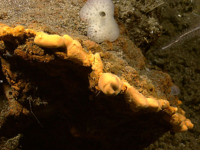 Towards the end of our final dive of Leg II, we came across interesting geologic features around 800. This image shows what appears to be iron staining around cracks.