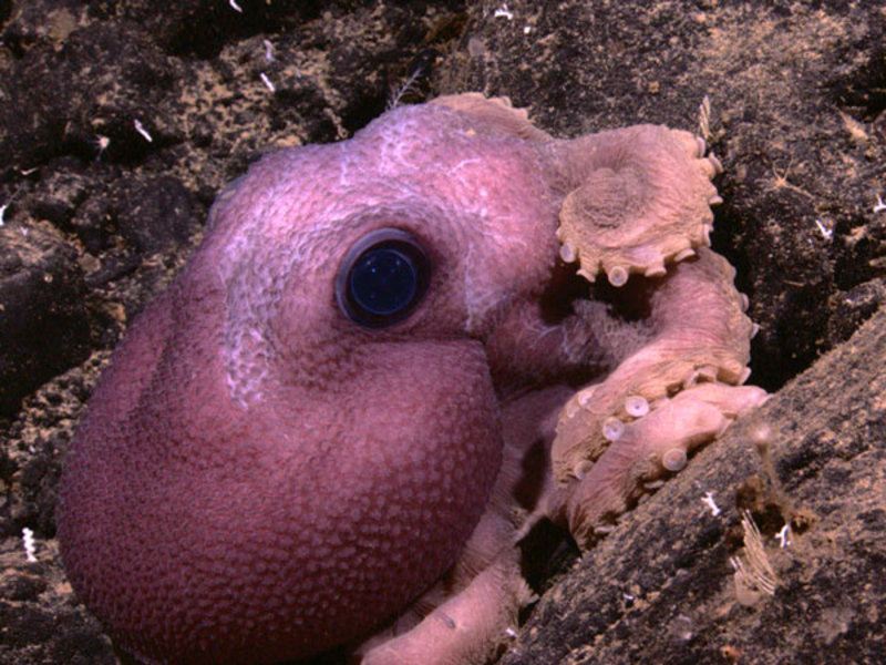 We imaged this purple octopus with large glassy eyes during dive #8.