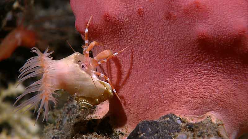 A sea anemone and hermit crab share a snail shell, providing a wonderful example of commensalism.