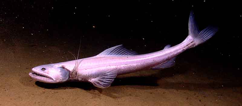 Indonesian scientists and staff in the Jakarta ECC whipped out a plethora of personal digital cameras when the remotely operated vehicle imaged this over 70-centimeter-long, scraggly toothed bathysaurus fish.