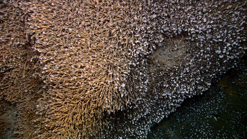 A dense assemblage of barnacles covered rocks and sulphur chimneys on Kawio Barat.