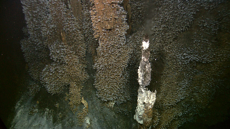   Venting is still active through some of the chimneys. Here, a thin spire grows with a black tip and emerging water that is probably over 100°C (212°F).
