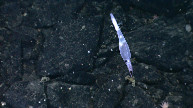 Some of the stunning imagery collected by the Little Hercules ROV during its dives from July 2010.