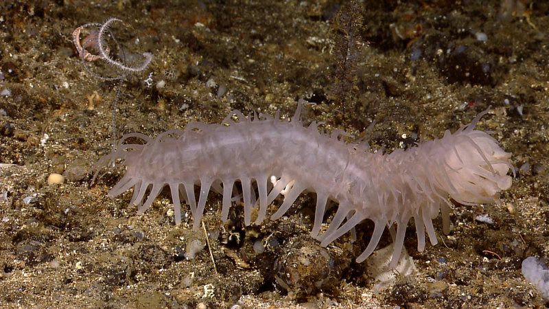 Some of the stunning imagery collected by the Little Hercules ROV during its dives from July 2010.