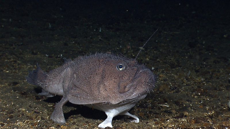 Some of the stunning imagery collected by the Little Hercules ROV during its dives from July 2010.