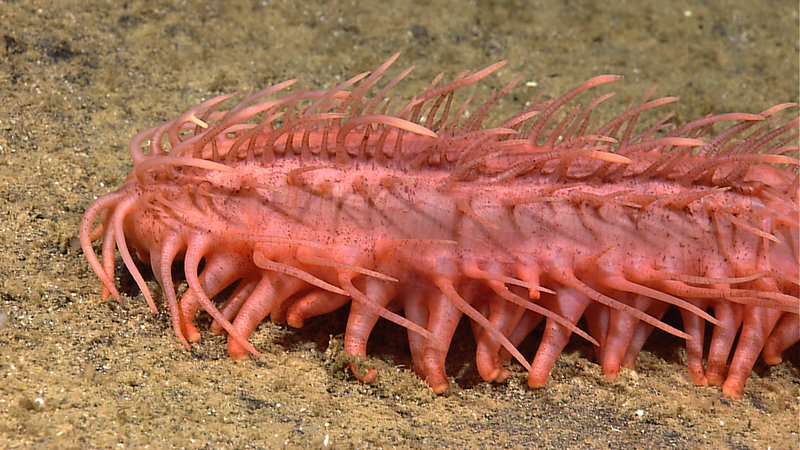 Some of the stunning imagery collected by the Little Hercules ROV during its dives from July 2010.