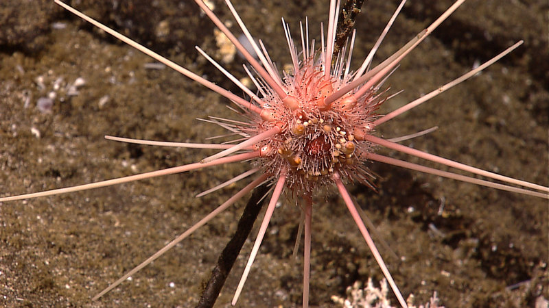 Some of the stunning imagery collected by the Little Hercules ROV during its dives from July 2010.