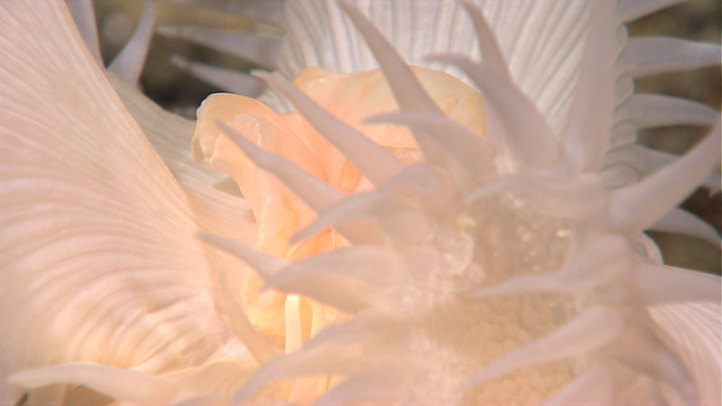 A close up view of a white venus fly trap anemone. Image captured by the Little Hercules ROV at 471 meters depth on 'Site K', explored July 11, 2010 during the INDEX SATAL 2010 Expedition.