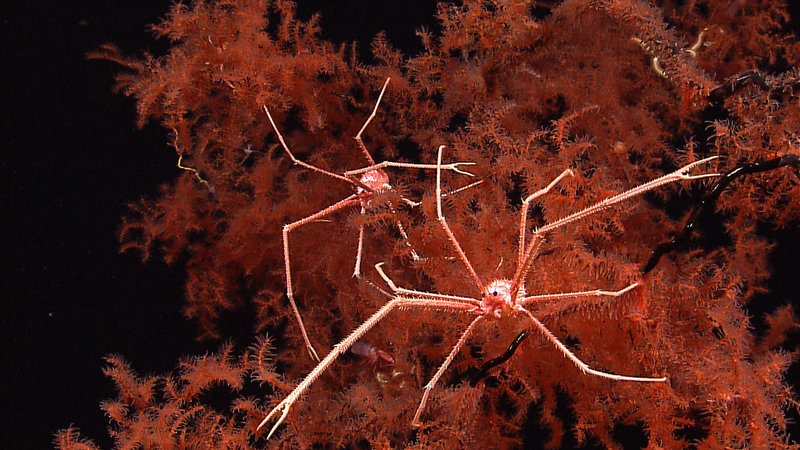 A large black coral colony and its associate squat lobsters. Image captured by the Little Hercules at 616 meters depth on 'Site K', explored July 13, 2010 during the INDEX SATAL 2010 Expedition.