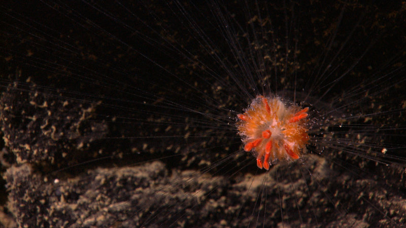 A rhopaliid siphonophore, also known as a dandelion siphonophore imaged remotely operated vehicle Little Hercules at 1,951 meters (6,400 feet) depth on 'Site G', explored July 26, 2010, during the INDEX SATAL 2010 Expedition.