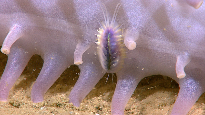 A 5cm long scaleworm on the underside of a 2 foot long holothurian (sea cucumber) at 1526 meters. Image captured by the Little Hercules ROV on a site referred to as 'Baruna Jaya IV - Site 1' on August 1, 2010.