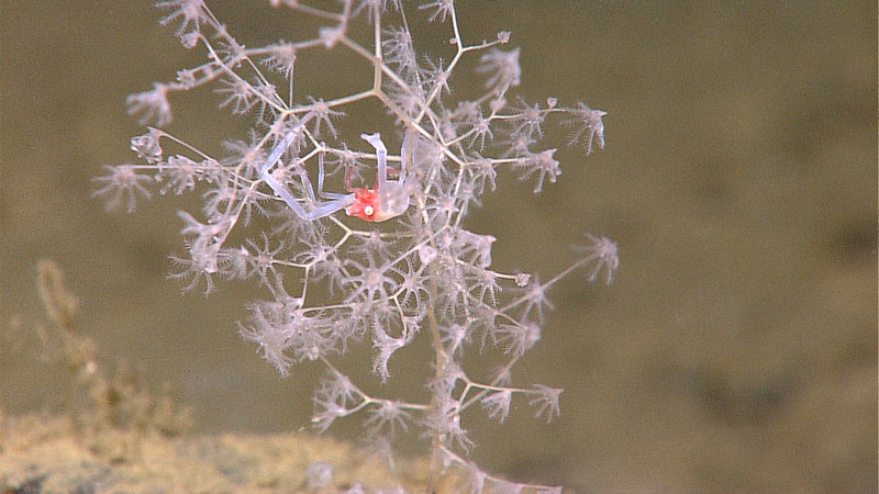 A translucent crab living amongst the branches of an octocoral. Image captured by the Little Hercules ROV at 1430 meters depth on a site referred to as 'Baruna Jaya IV - Site 1' on August 1, 2010.