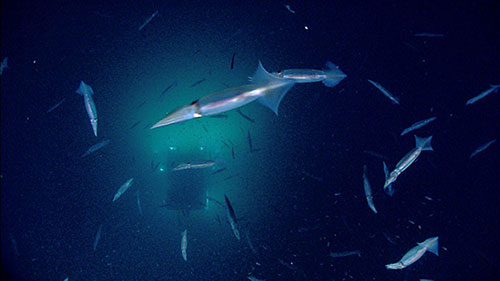 Camera sled Seirios encounters a school of squid while ROV Deep Discoverer investigates deepwater habitats off the Atlantic Coast.