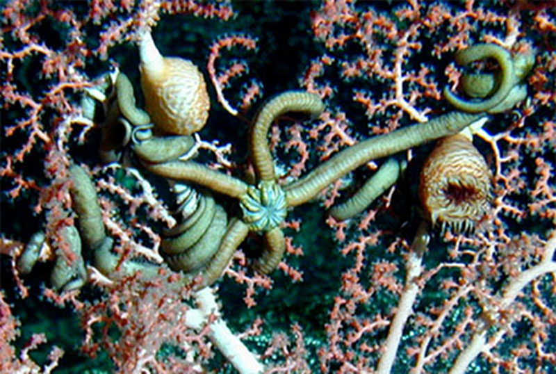 Scientists imaged this brittle star and several large anemones on a deep coral colony during an expedition to the Hawaiian Archipelago in 2004.