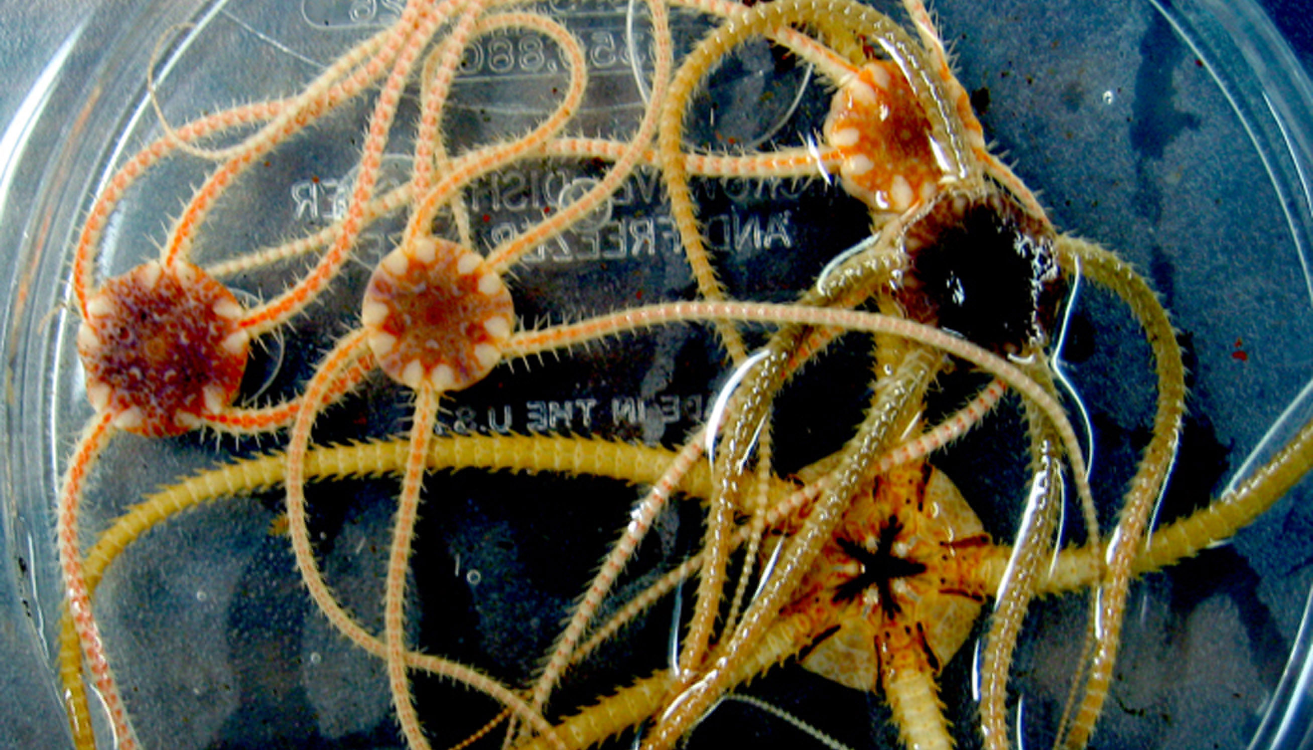 Numerous small ophiuroids recovered in 2005 from the outside flanks of the Vailulu'u underwater volcano near American Samoa.