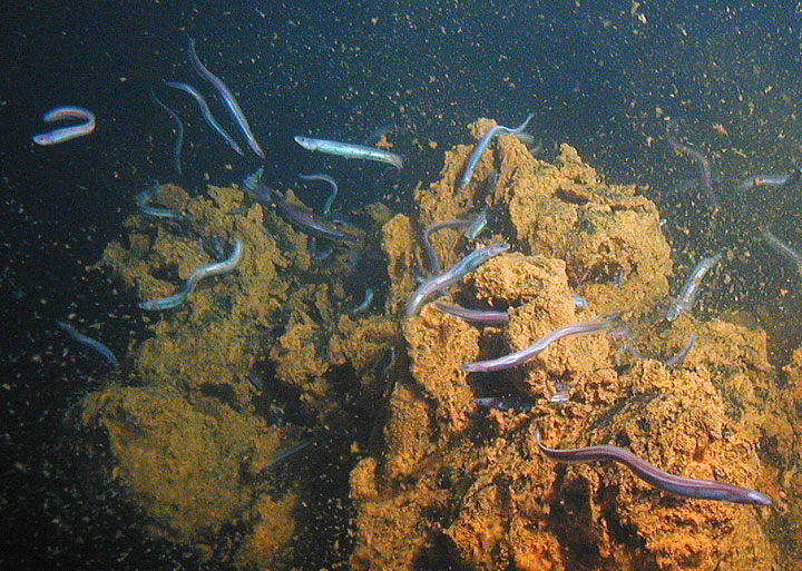 During a 2005 expedition east of Ta'u Island in American Samoa, swarms of small synaphobranchid eels, Dysommina rugosa, were seen living in the crevices on the summit of the underwater volcano Nafanua. Scientists dubbed this site 'Eel City.'